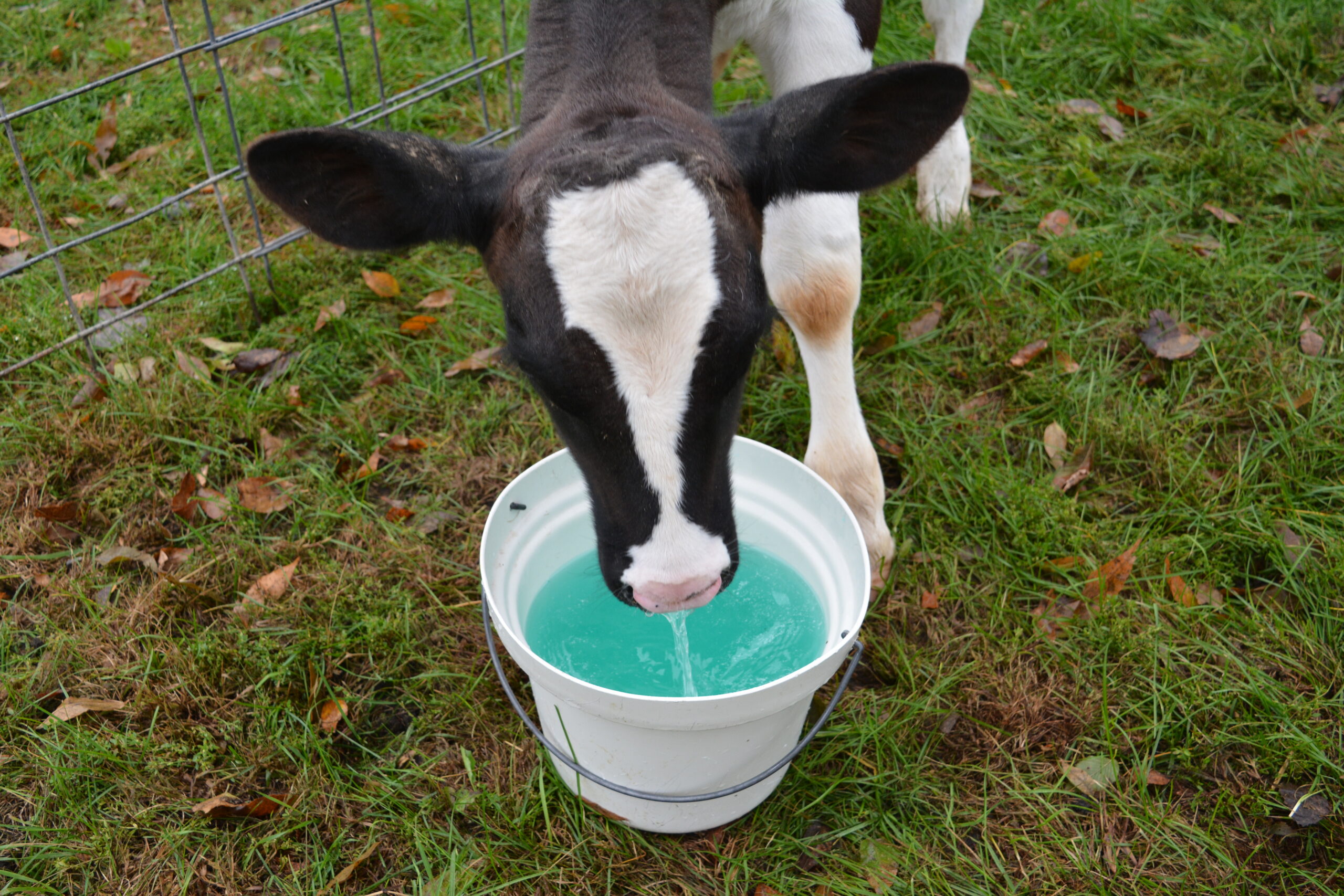 Photo of a dairy calf drinking Replenish Ab + from a small bucket