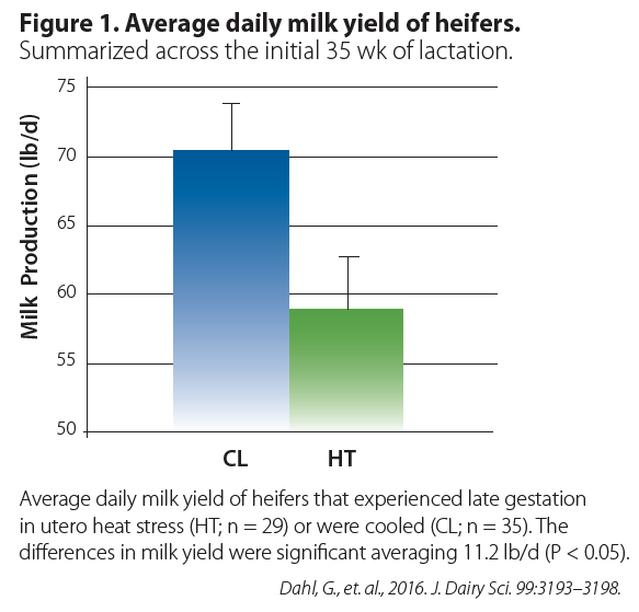 Graph representing the average daily milk yield of heifers