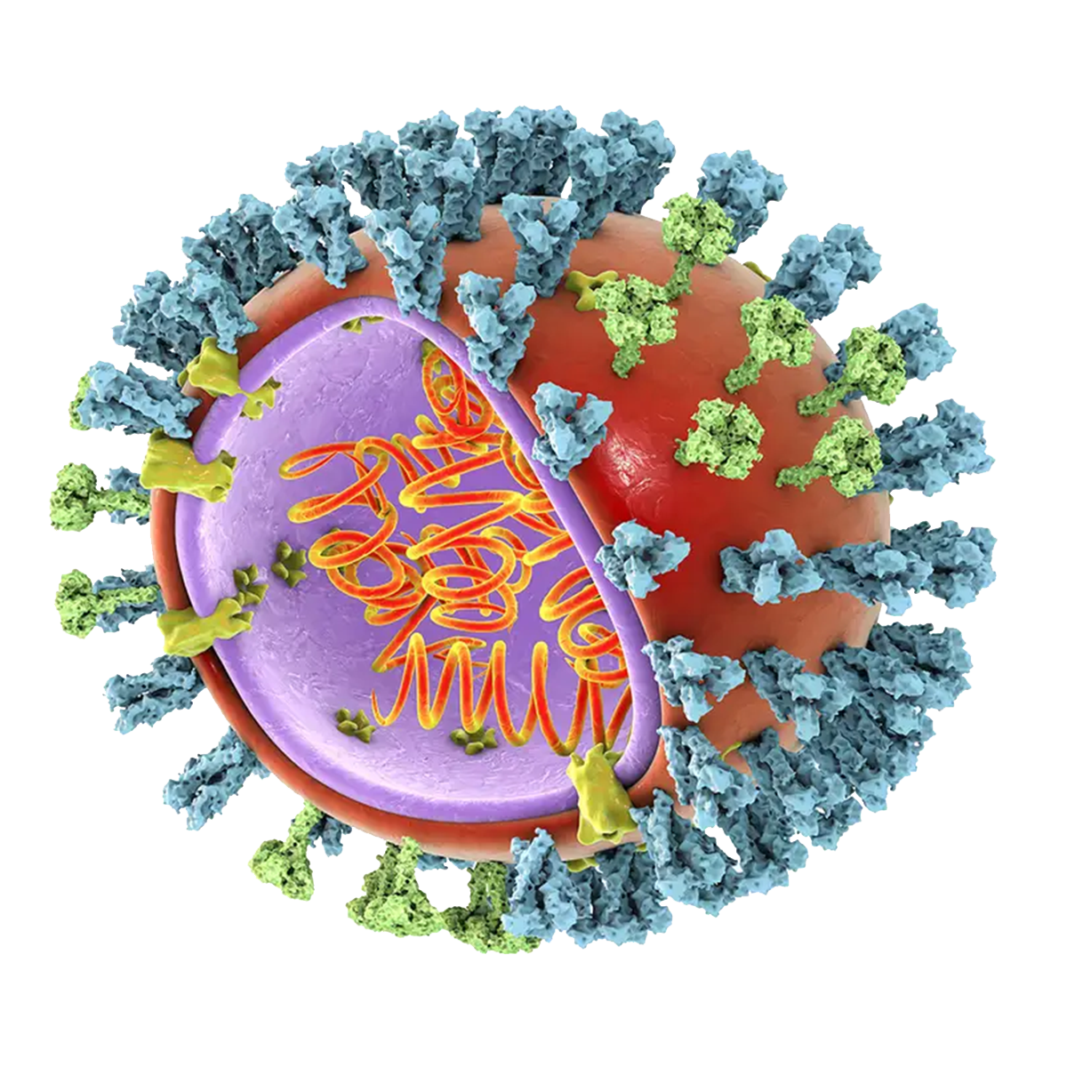 Graphic of Avian Influenza Virus