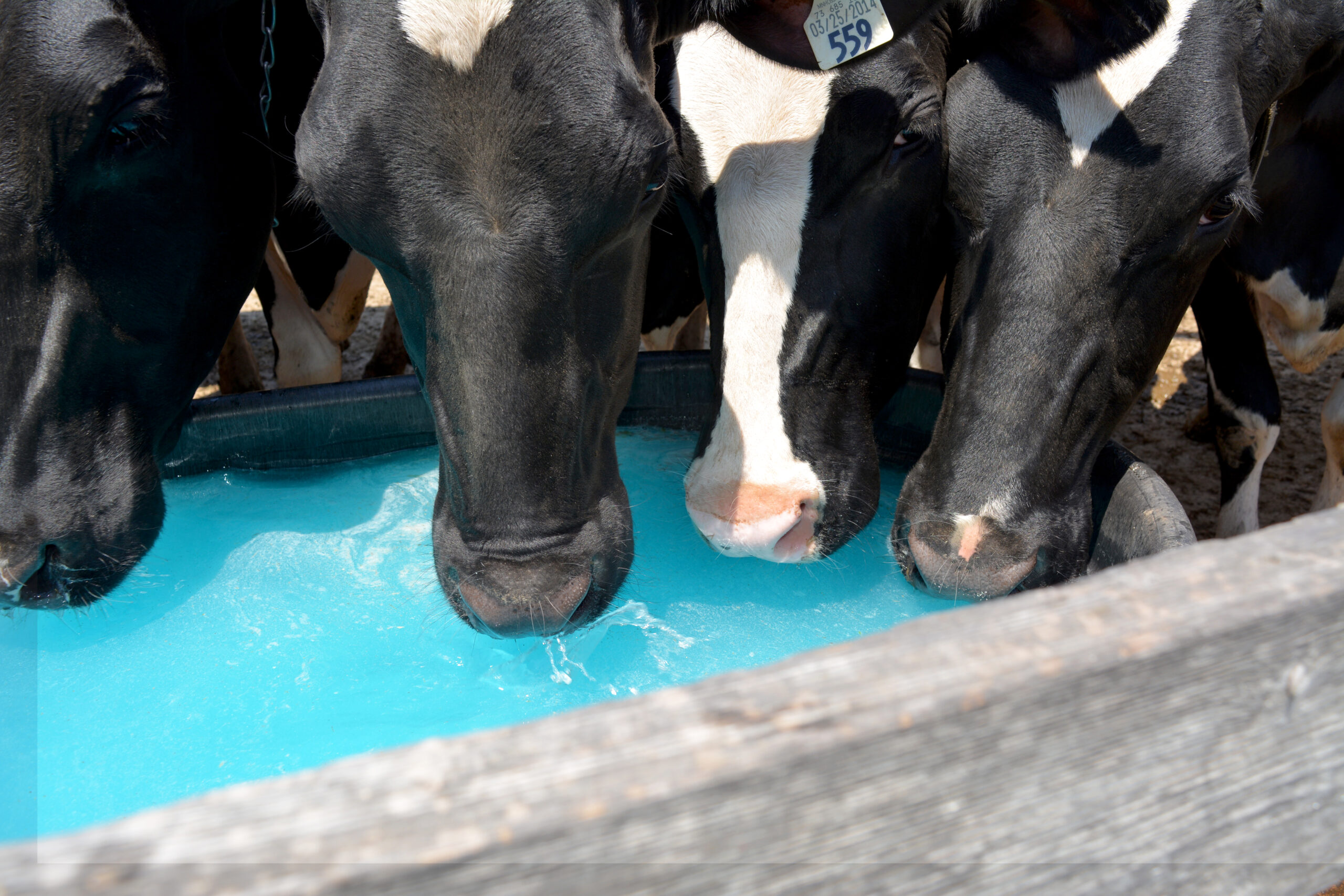 Photo of dairy cows drinking Bovine BlueLite in an article on the topic of avian influenza or bird flu on dairy farms