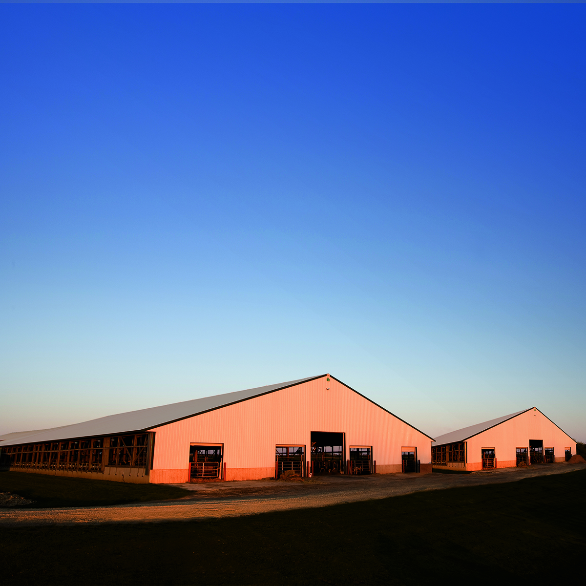 Photo of dairy barn at sunrise in an article on the topic of avian influenza or bird flu on dairy farms