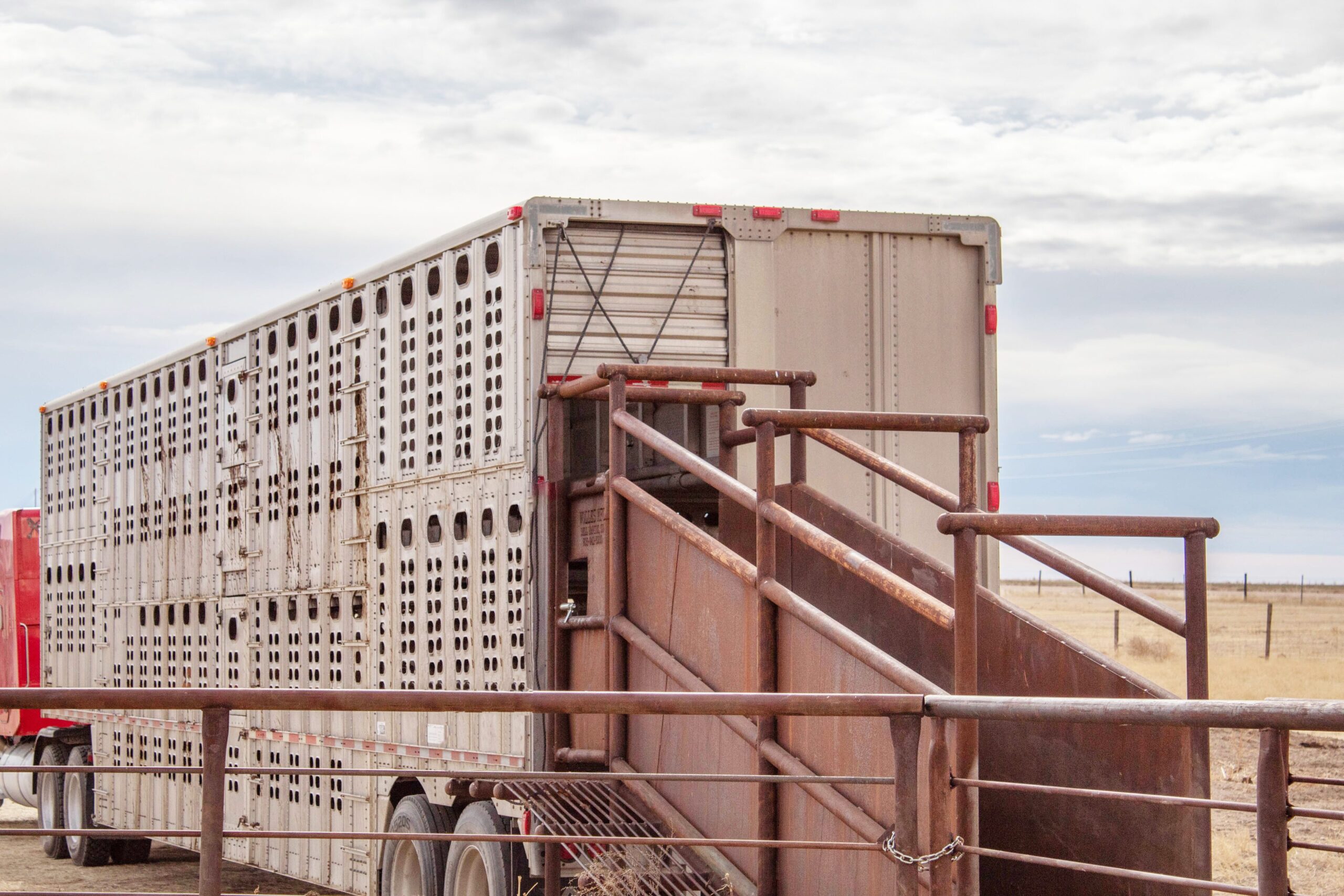 Photo of a commercial cattle truck and trailer backed up to an unloading chute