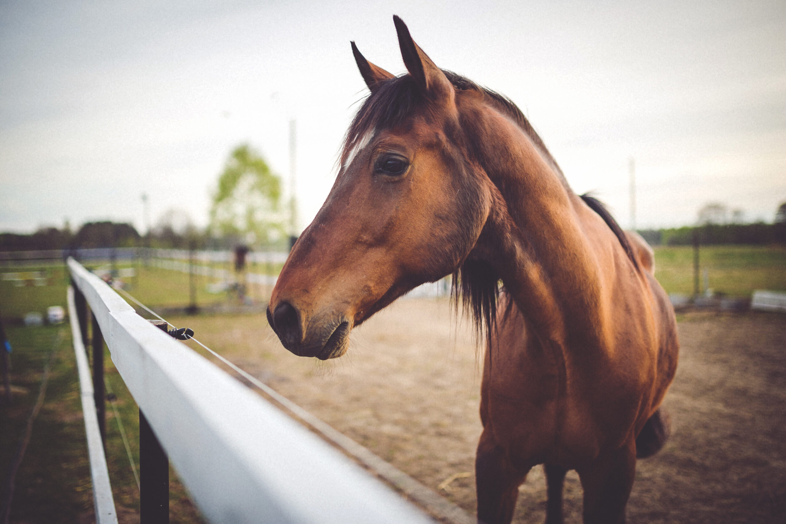 Image of a horse standing by a fence
